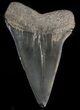 Fossil Mako Shark Tooth - Georgia #39890-1